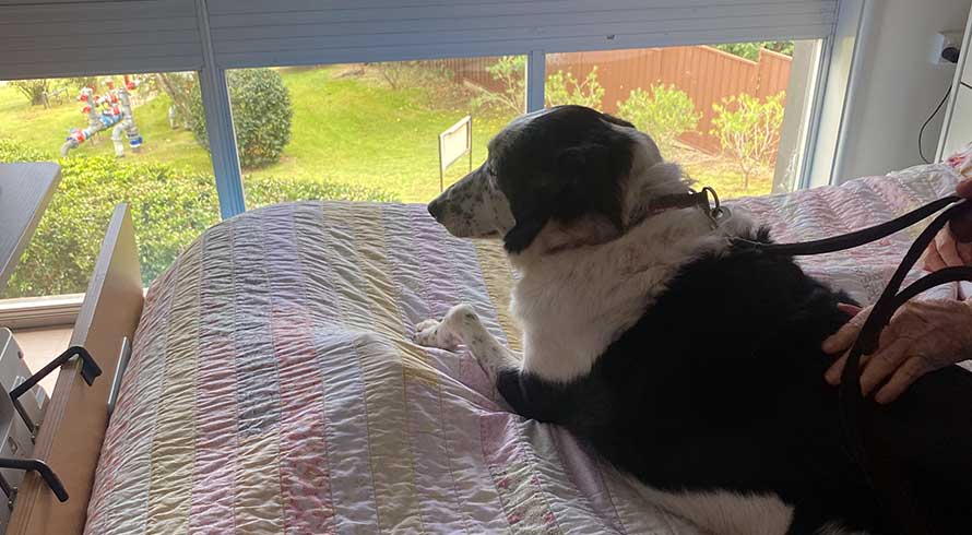 Image of dog looking out a window